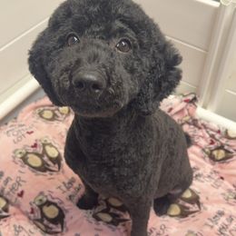Labradoodle Puppies from Mud Puppies