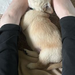 Golden Retriever Puppies from Mia Ragazza Golden Retrievers