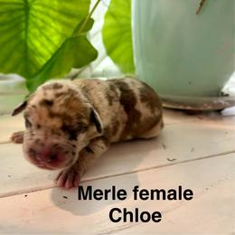 Chloe - Merle female Great Dane puppy in Aldie, Virginia from High Point Mountain Danes