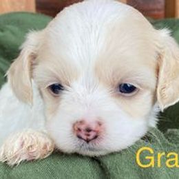 Cavapoo Puppies from Hickory Doodle Farm