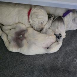 Green collar - Light golden male Golden Retriever puppy in Muncie, Indiana from Scarlett Creek Retrievers and Samoyeds