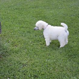 Poodle Puppies from D and D Standard Poodles
