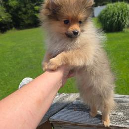 Claire - Red sable female Pomeranian puppy in Meherrin, Virginia from Traveling Poms