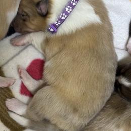 Winter - Sable merle and white female Collie puppy in Norris City, Illinois from Hoskins Collies
