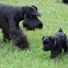 Cane Corso and Miniature Schnauzer Puppies from Brock’s Cane Corso & Miniature Schnauzers