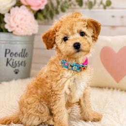 Kai - Red  male Poodle puppy in Wharton, Texas from In the Red Poodles