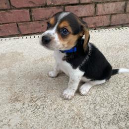 Boy 2 Blue - Black and white male Beagle puppy in Crestview, Florida from Alicia's Beagles