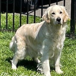 Golden Retriever puppies from Sterling Goldens