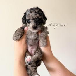 Jaw dropper - Black female Goldendoodle puppy in Ivins Utah, Utah from Luxi Paws Doodles