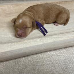 Poppy - Apricot female Goldendoodle puppy in Layton, Utah from Gracious Doodle Dogs