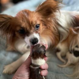 Kisses - White and sable female Papillon puppy in Bradyville, Tennessee from Pinnacle Papillons