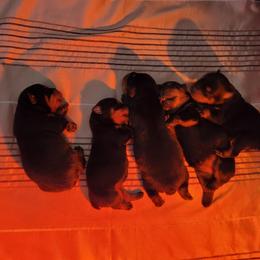 Rottweiler Puppies from Von Nuffosttor Rottweilers