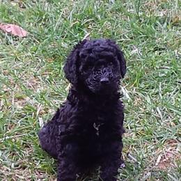Peri - Poodle