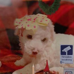 Ice - White Poodle puppy in Houston, Texas from Jomelkin Furry Pals