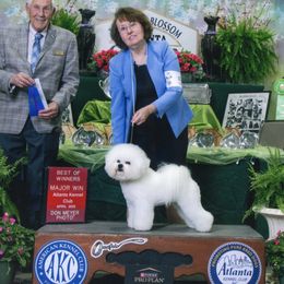 Peyton - Bichon Frise