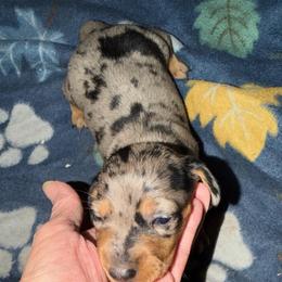 Whiskey Jr - Dapple male Dachshund puppy in Edinburg, Virginia from Hunter Lane Dachshunds