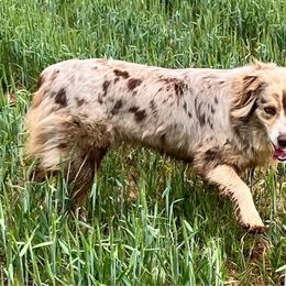 Shelby - Australian Shepherd