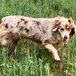 Shelby - Australian Shepherd