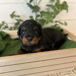 Tiger Lily - Black female Bordoodle puppy in Valley Center, California from Circle R Valley Bordoodls