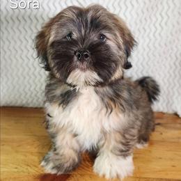 Sora - Red female Lhasa Apso puppy in Jefferson, New York from Absolute Lhasa Love