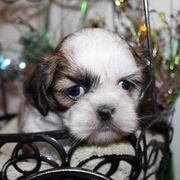 Girl 1 - Red and white female Shih Tzu puppy in Craig, Colorado from Rocky Mountain Shih Tzus and Dry Creek Miniature Dachshunds