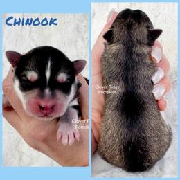 Chinook - Black and white male Pomsky puppy in Sheffield, Iowa from Clover Ridge Pomskies