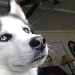 Siberian Huskies from WolfPack