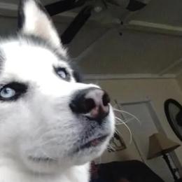 Siberian Huskies from WolfPack