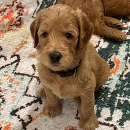 Sleepy- Black - Apricot male Goldendoodle puppy in Bay City, Texas from Charming Doods Goldendoodles