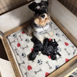 Brock's Miniature Schnauzer - Black female Miniature Schnauzer puppy in Greensburg, Louisiana from Brock’s  Miniature Schnauzers