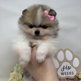 Poppy - Cream sable parti female Pomeranian puppy in Concord, California from Eelan’s Poms