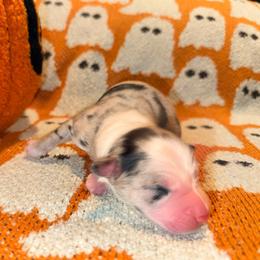 Maui - Blue merle female Australian Shepherd puppy in Plantersville, Texas from Jak Se Auss