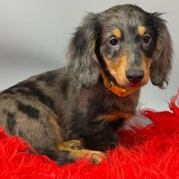 Yellow - Black and tan male Dachshund puppy in Salyersville, Kentucky from Lavendell Dachshunds