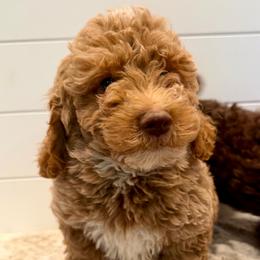 No Collar boy - Apricot male Goldendoodle puppy in San Augustine, Texas from Vintage Doodles
