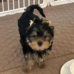 Madonna - Blue and gold female Yorkshire Terrier puppy in Portland, Oregon from Bohemian Beauty Yorkshire Terrier