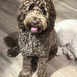 Xkyli - Australian Labradoodle