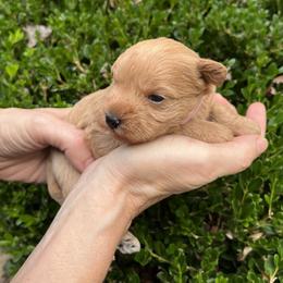 Girl 1 - female Schnoodle puppy in Fredericksburg, Virginia from Growing Puppies