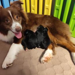 I will post better pictures in a couple of days - Black tri male Miniature Australian Shepherd puppy in Charlotte, North Carolina from Dave's Mini Aussies