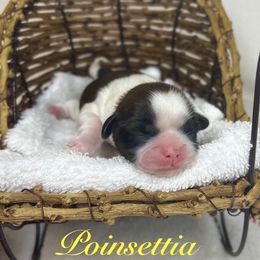 Poinsettia - Red and white female Shih Tzu puppy in Vernon, New Jersey from Calta’s Cute Shih Tzu