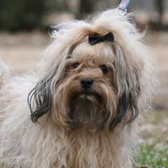 Tango - Russian Tsvetnaya Bolonka