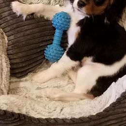 Cavalier King Charles Spaniel Puppies from Lockwood Cavaliers