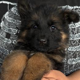 Jax - Black and red male German Shepherd puppy in Youngsville, North Carolina from di Casa Ortiz German Shepherds
