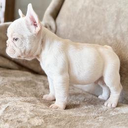 Lilac Cream Boy - Cream male French Bulldog puppy in Harmony, North Carolina from Schuster Haus