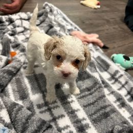 Boy 4 - Sable and white male Cockapoo puppy in Dahlonega, Georgia from Loveable Cockapoos