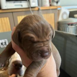 Earle - Chocolate male Great Dane puppy in Marlow, New Hampshire from Fox Hill Danes