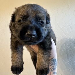 Bach - Sable male German Shepherd puppy in Athol, Idaho from Coterie Shepherds