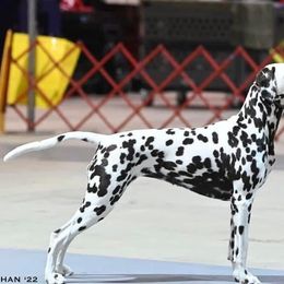 Dalmatians from CarriageHill Dalmatians