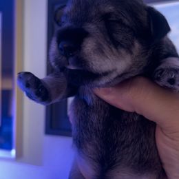 Boy 2 - Salt and pepper Miniature Schnauzer puppy in Upland, California from Rising Minis of Upland