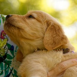 Golden Retriever Puppies from Huntleigh Goldens