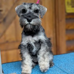 Miss Bellflower - Salt and pepper female Miniature Schnauzer puppy in Cody, Wyoming from Bliss Creek MTN Meadows